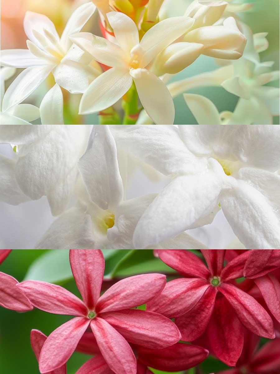 Copy of C_VVF16-ANT100.jpg