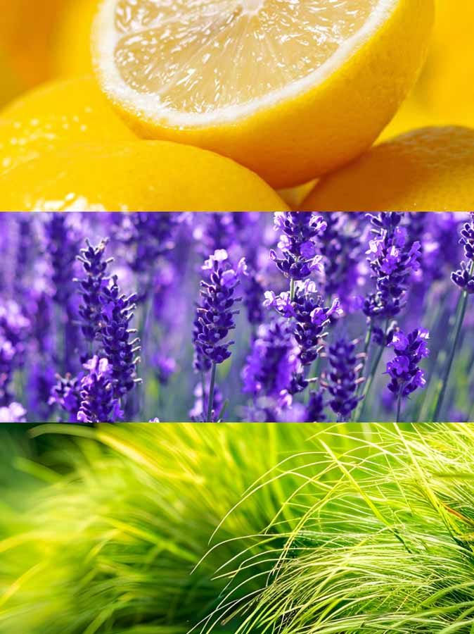 Copy of C_VVH16-DAR100.jpg