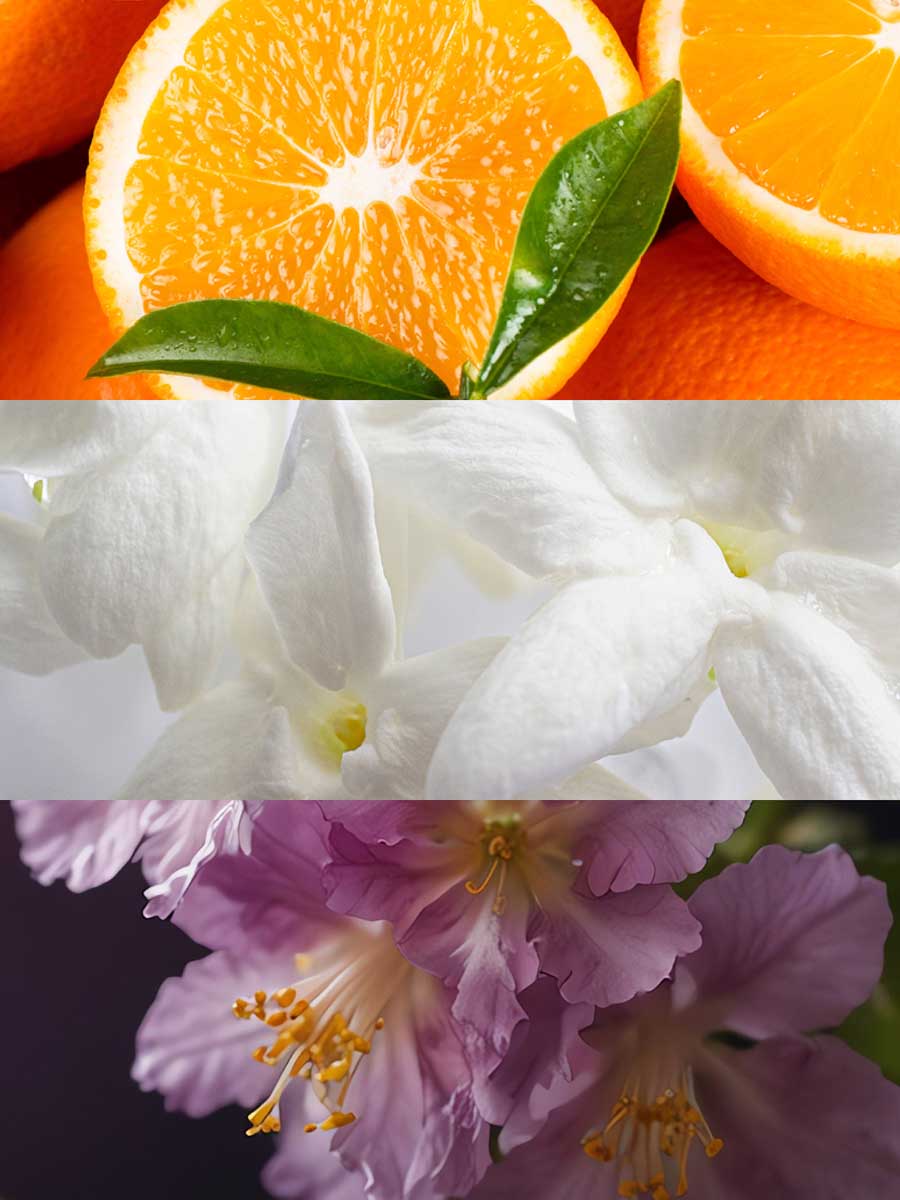 Copy of C_VVF16-ELL100.jpg