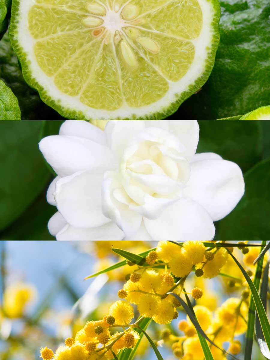 Copy of C_VVF16-LIA100.jpg